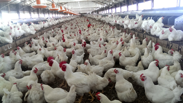 Poultry1